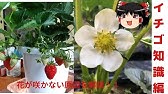 家庭菜園のいちご いちごの花や実ができないときに花を作らせる方法10個をプロが解説 Youtube 家庭菜園のいちご いちごの花や実ができないときに花を作らせる方法10個をプロが解説 Youtube