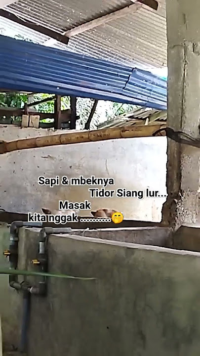 wayahe leren disek lur #shorts #happy #azaenisfarm