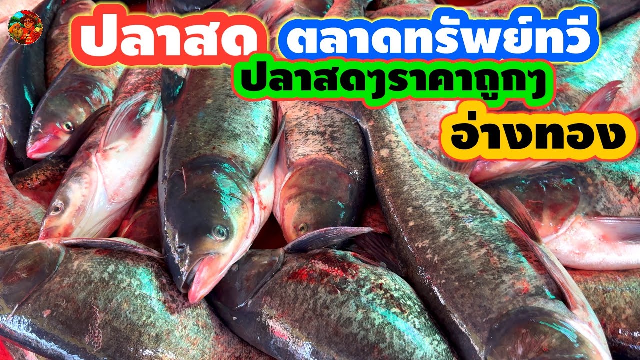 #ตลาดปลาสดอ่างทอง #ปลาสดใหม่ทุกวันส่งตรงจากปอ #ราคาถูก#ตลาดทรัพย์ทวี #จังหวัดอ่างทอง #ลุงน้อยchannel