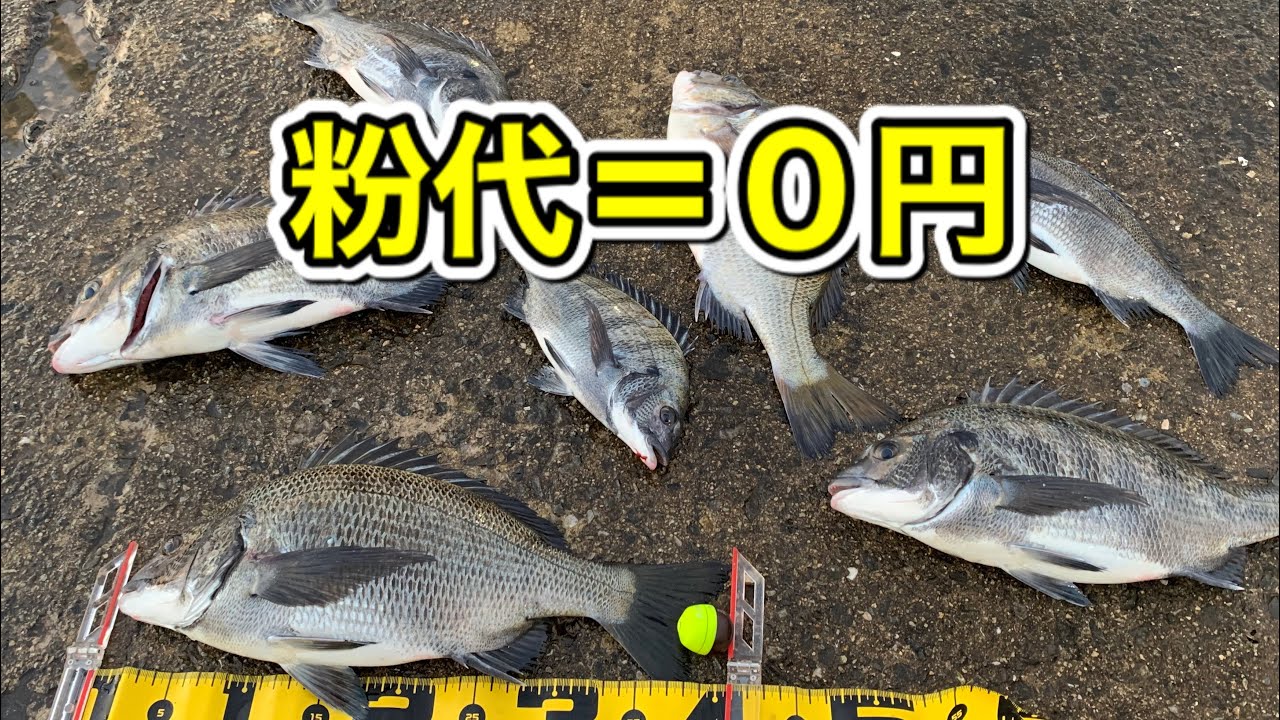 チヌ釣り ヌカだけのマキエでクロダイ爆釣した Youtube