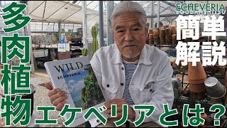 多肉植物 エケベリア属とは。人気種【チワワエンシス】【コロラータ】登場！【初心者必見】