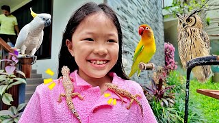 Download Lagu Playing with Geckos, Owls, Feeding Cockatoos and Lovebirds - Getting to Know Animals MP3