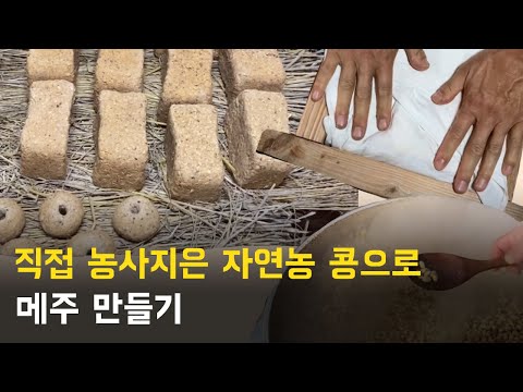 [sub]자연농 콩으로 메주 만들기 | 콩 심기 부터 메주 만들기 까지 | 메주’s 스토리 대공개