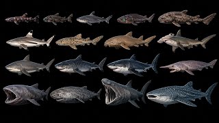 Shark Size Comparison 🦈 From the Smallest Shark to the Largest Whale Shark! #sharksizecomparison