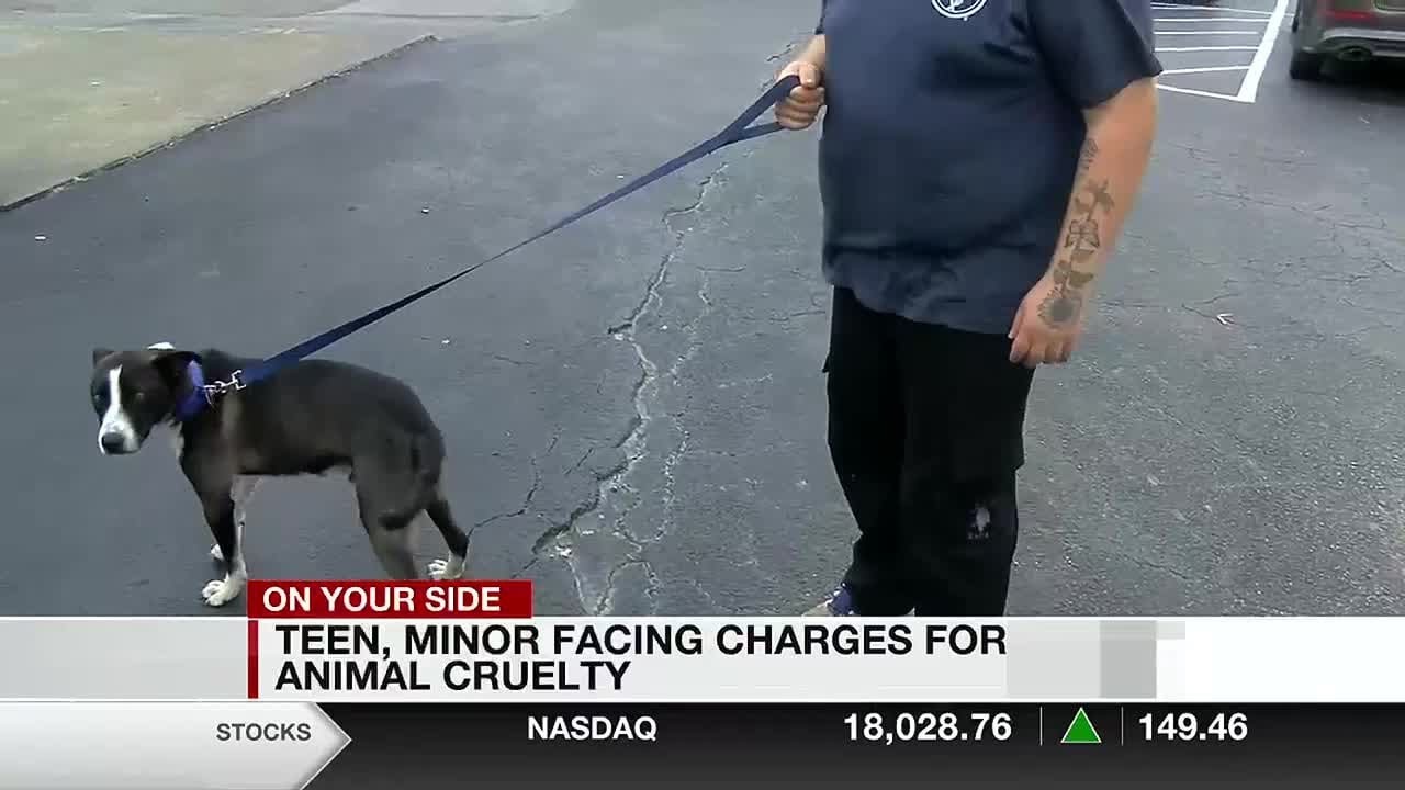 Teen, minor facing charges for animal cruelty in Etowah County - YouTube