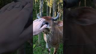 magical cows wow #brasil