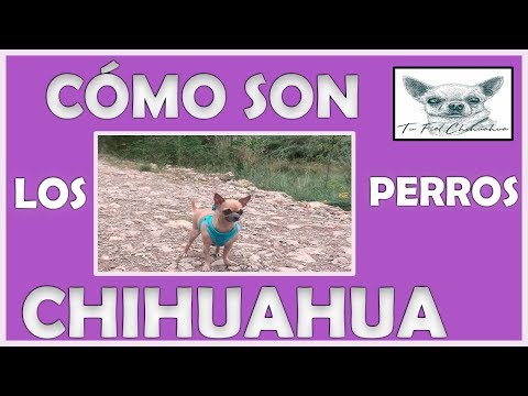 Los 41 colores del perro chihuahua entre patrones y marcas 8