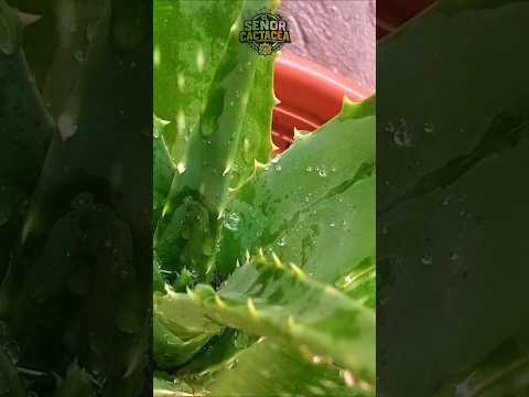 Riego Aloe Vera