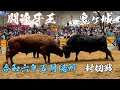 宇和島闘牛 令和六年五月場所 封切戦 闘魂牙王 vs 鬼ヶ城