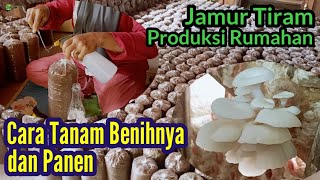 PROSES TANAM BENIH dan PANEN JAMUR TIRAM PRODUKSI RUMAHAN
