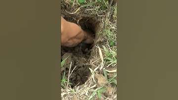 Đào Hang Bắt Chuột Cống Nhum #Shorts