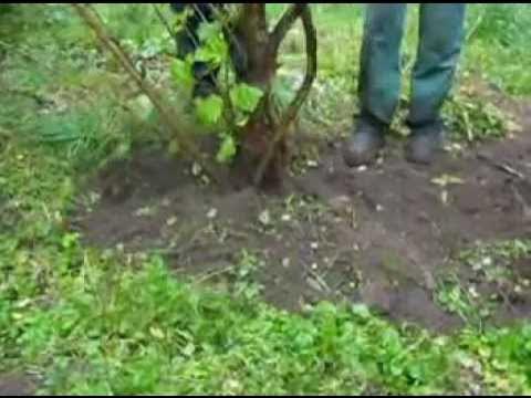 Как выкопать сирень. Саженцы сирени. Пересадка сирени летом на другое место. Пересадить сирень. Сирень корневая поросль.