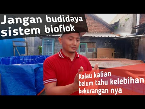 Kelebihan  kekurangan budidaya nila  lele menggunakan sistem bioflok