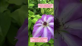 Клематисы весной!Открывайте и подвязывайте когда нет минуса.Подкормить азотосодержащим удобрением