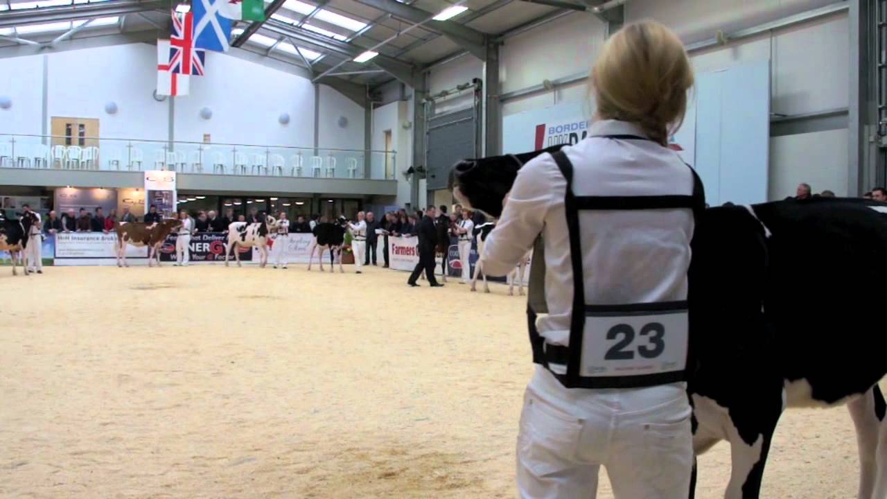 Spring calf Class. UK Dairy Expo Carlisle England YouTube