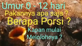 Feed menu for Murai Batu chicks aged 0 - 12 days, Portions, Periods, Feeding Times.