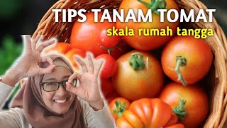 BIAR PUNYA STOK TOMAT TERUS DI KEBUN (TIPS TANAM TOMAT) | Planting Tomato Tips