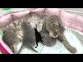 Little kittens fought for milk and were left hungry