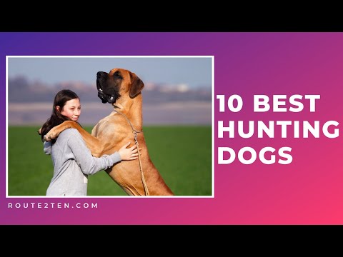 10-hunting-dogs-you-should-take-with-you-for-hunting-||-animal-facts