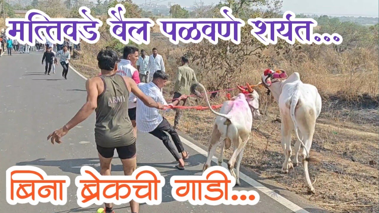 💥 मत्तिवडे हातात कासरा धरून बैल पळवणे Mattiwade Hatat Kasra Dharun Bail Palavane 