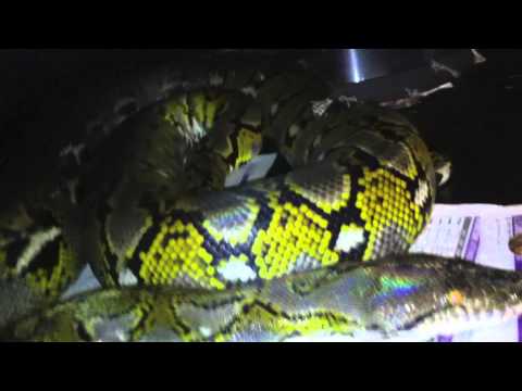 Male Granite Back Update