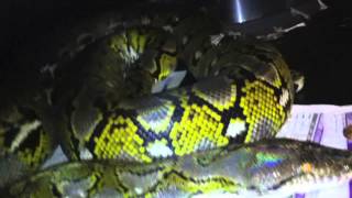 Male Granite Back Update