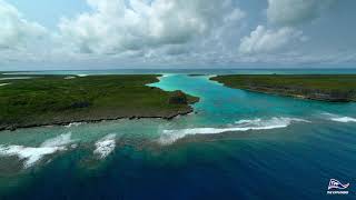 Kering X The Eplorers Lemon Shark