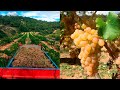Harvest 2021 with the white grenache variety