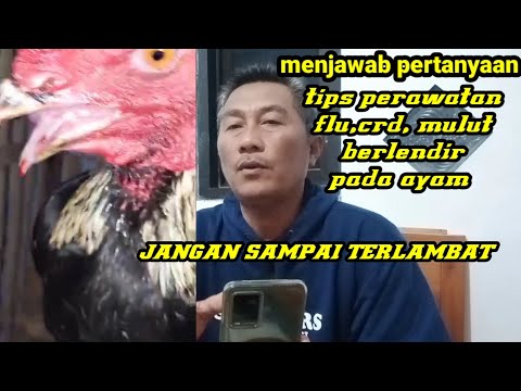 Tips mengobati penyakit flu crd ngorok mulut berlendir pada ayam