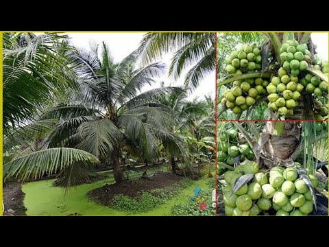 Amazing bast agriculture Tacnology coconut farm ll Odisha ll India
