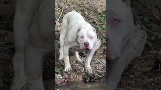 #pitbull #pitbullvs #bully #pets #dog #shorts #trending #viral