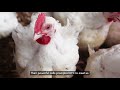 Moving the world to help animals in 2017