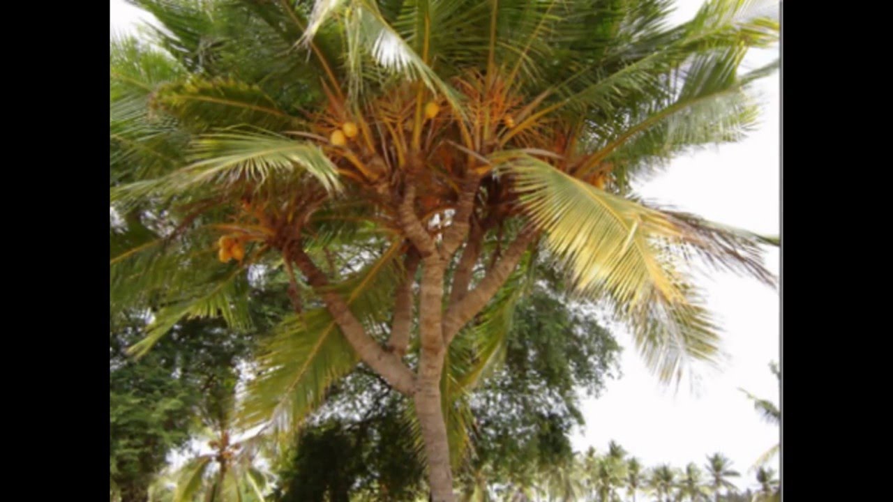 Bonsai Coconut The Tiny sweet started loved bonsai lovers YouTube