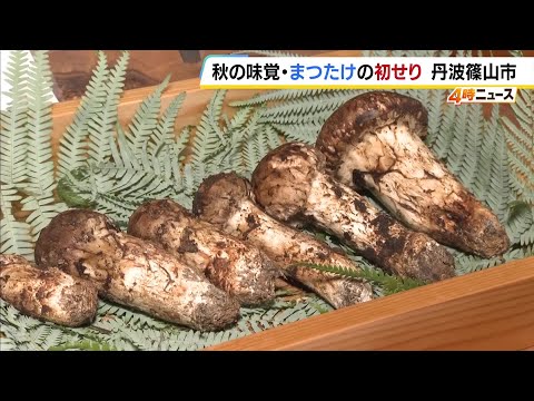 Six matsutake mushrooms sold for 1.1 million yen at the first auction of the year! Matsutake mush...