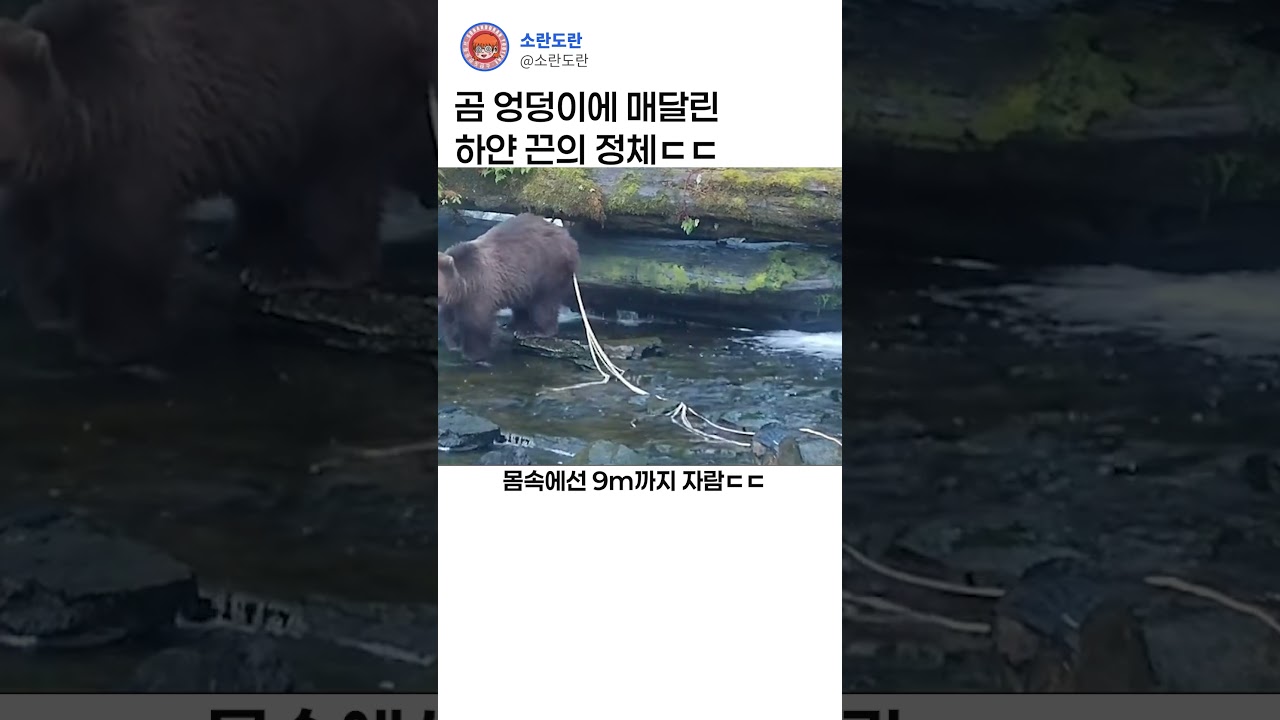 곰엉덩이의 정체ㄷㄷ