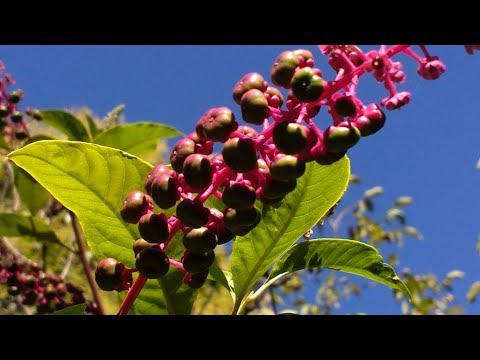 วีดีโอ: Phytolacca