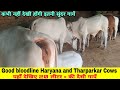 Top Beautiful Desi Cows Show quality👌 सफेद सुंदरी हरियाणा और थारपारकर गाय देखिए