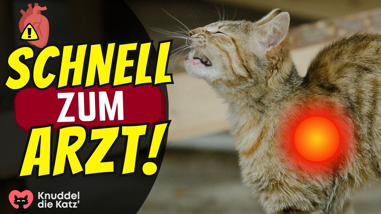 7 Anzeichen, dass deine Katze bald Herzversagen erleidet 💥