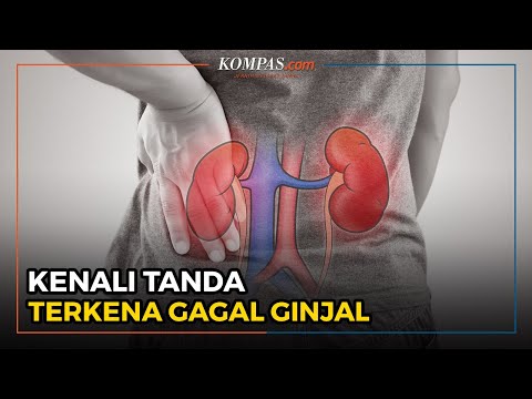 Video: Bagaimana Mengetahui Sekiranya Anda Mempunyai Masalah Ginjal (dengan Gambar)