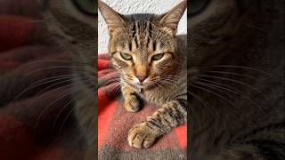 olha a animação que eu fiz🇧🇷🤗🧶 #IAyoutube#catIa#dark #cat funnycats #funnydark#gatos#funnyvideo#ia