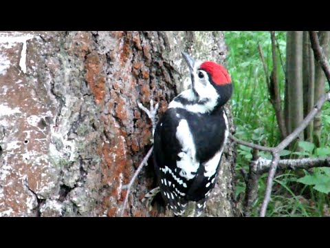 Взрослый птенец Дятла, Woodpeckers Chicks