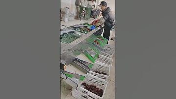 Fruit Vegetable Sorting Grading Machine Kiwi Orange Adjustable Size Fruit Sorter Grading Machine