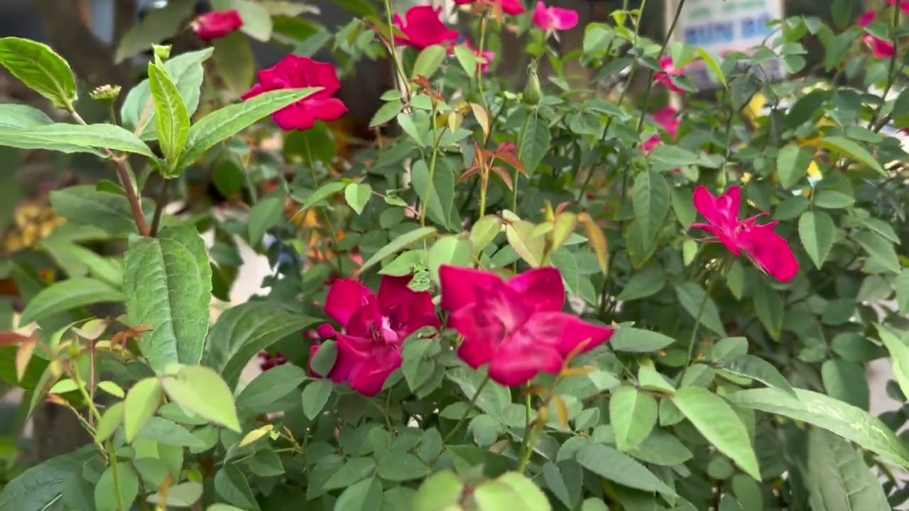 Lặt lá Mai đón Tết.