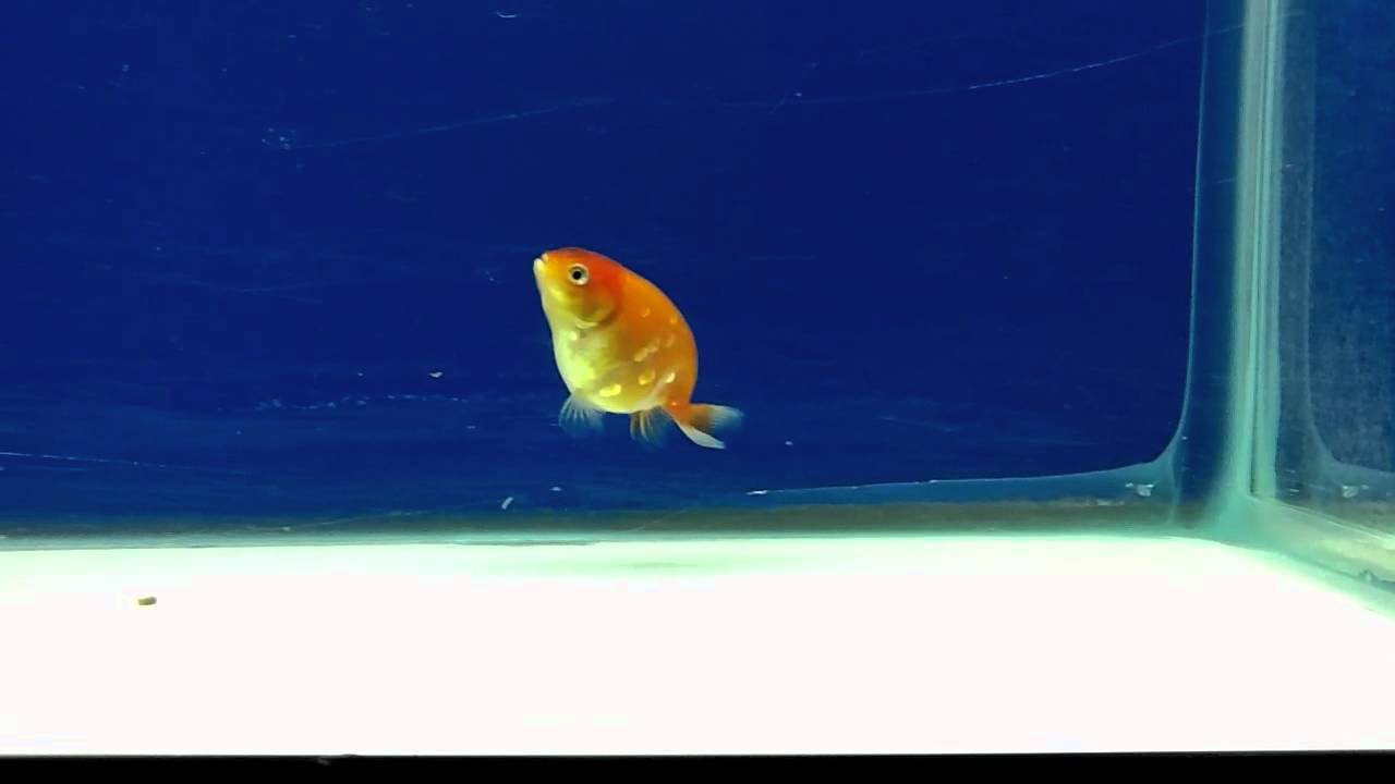 Calico Ranchu Baby 2011 - YouTube