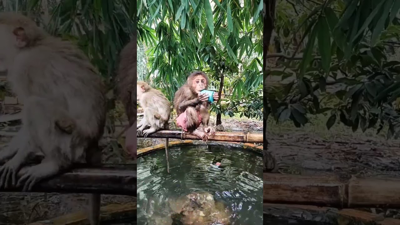 Can Monkeys Really Use Cups Like This? 