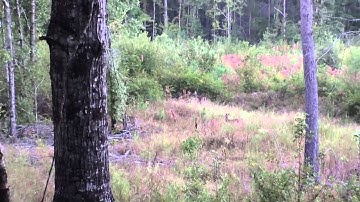 WeHuntSC.com - Bruce Puette - Black Powder Doe