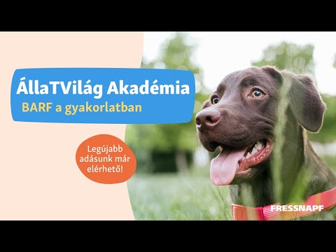 Videó: Az 5 legjobb termék, amellyel nyugodt a kutyája