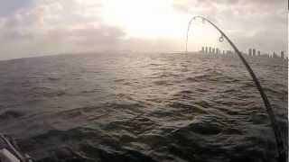 Kelley Fishing Fleet KingFish