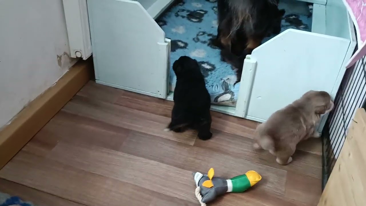 Finnische Lapphunde of Northern Lights H-Wurf 3,5 Wochen 