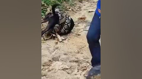Crazy: Giant Python Attacking A Dog Is Saved By Locals!